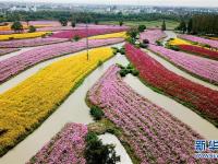 花开秋意浓