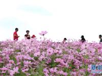  花开秋意浓