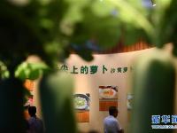  沙窝萝卜 产业富民