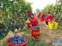  河北昌黎：收获酿酒葡萄