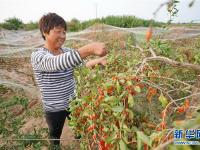  收获枸杞