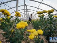  河北巨鹿：菊花香漫扶贫路