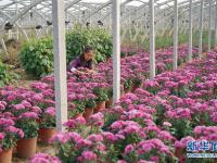  河北巨鹿：菊花香漫扶贫路