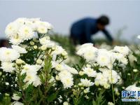  河北巨鹿：菊花香漫扶贫路
