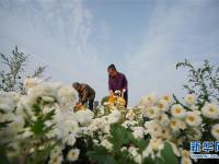  河北巨鹿：菊花香漫扶贫路
