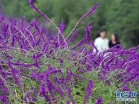  云南曲靖：千亩花海醉游人