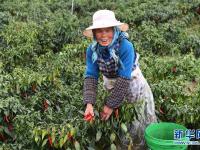  云南沾益：蔬菜种植促农增收