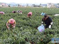  云南沾益：蔬菜种植促农增收