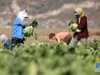  辽宁海城：白菜收获忙