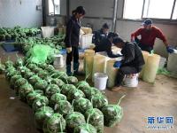  黄河口丰收大闸蟹