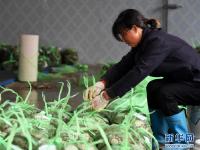  黄河口丰收大闸蟹