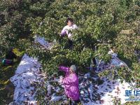  河北衡水：山楂丰收