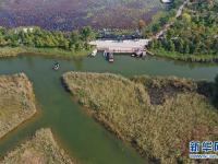  江苏徐州：黄河故道变身湿地公园
