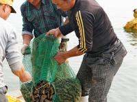  河北乐亭：收获海参