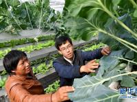  陕西华州：设施农业促增收