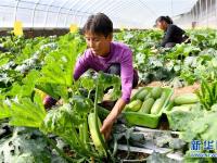  陕西华州：设施农业促增收