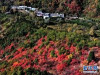 红叶漫山秋意浓