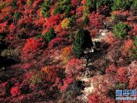  红叶漫山秋意浓