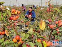  河北泊头：盆栽果树富农家