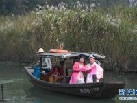  西溪湿地芦花白