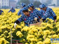  金秋山村盛开“致富花”