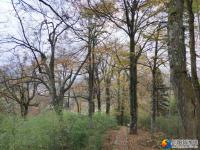 隆回县虎形山瑶族乡崇木凼古树林风景如画