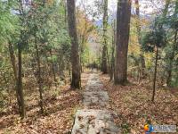 隆回县虎形山瑶族乡崇木凼古树林风景如画