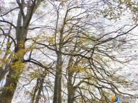 隆回县虎形山瑶族乡崇木凼古树林风景如画