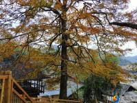 隆回县虎形山瑶族乡崇木凼古树林风景如画