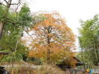 隆回县虎形山瑶族乡崇木凼古树林风景如画