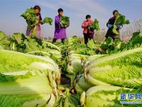  河北滦州：壮大蔬菜富民产业