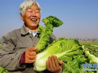  河北滦州：壮大蔬菜富民产业