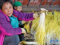  河北遵化：蒜黄飘香乡村致富路
