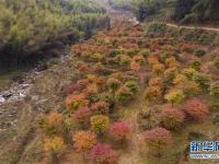  枫叶飘红引客来