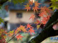  枫叶飘红引客来
