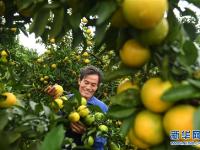  广西上思：水果飘香脱贫路