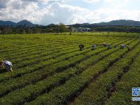  海南白沙：有机茶园采摘忙