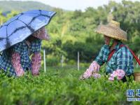  海南白沙：有机茶园采摘忙