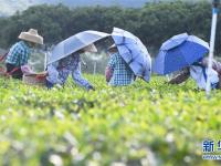  海南白沙：有机茶园采摘忙