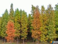 大祥区罗士村水杉林斑斓多姿