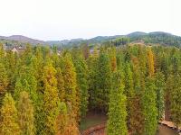 大祥区罗士村水杉林斑斓多姿