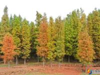 大祥区罗士村水杉林斑斓多姿