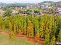 大祥区罗士村水杉林斑斓多姿