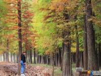 大祥区罗士村水杉林斑斓多姿