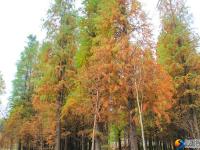 大祥区罗士村水杉林斑斓多姿