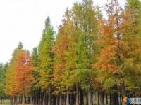 大祥区罗士村水杉林斑斓多姿