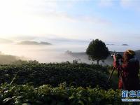  云南思茅：茶园云海美如画