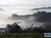  云南思茅：茶园云海美如画