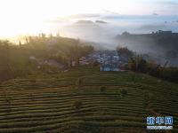  云南思茅：茶园云海美如画