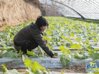  山西原平：设施农业富农家
